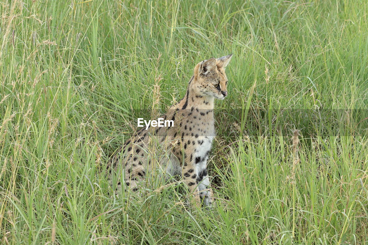 A serval in the tall grass