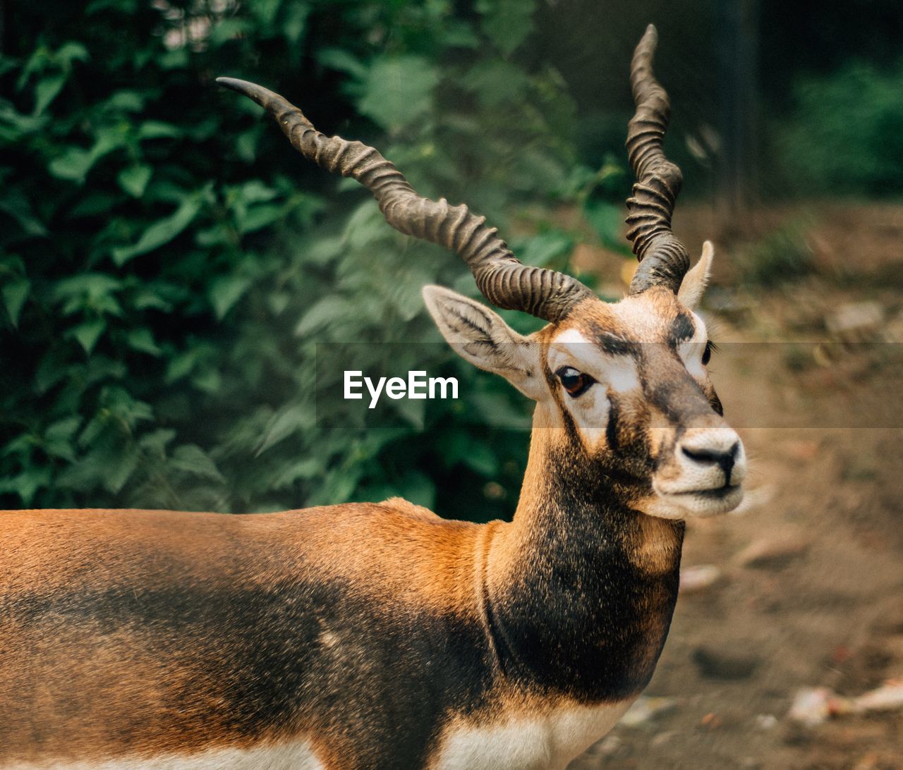 Portrait of deer in jungle