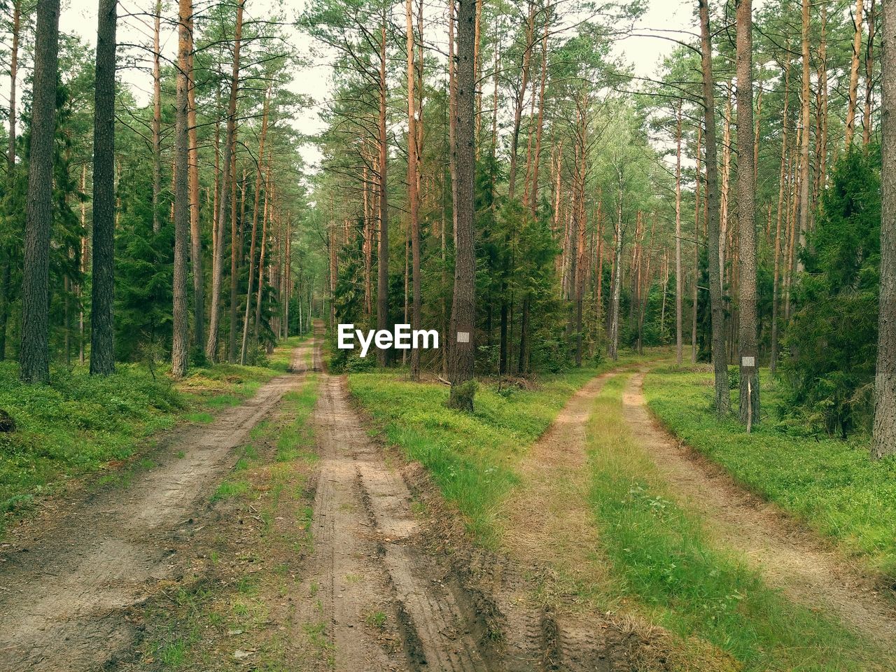 ROAD IN FOREST