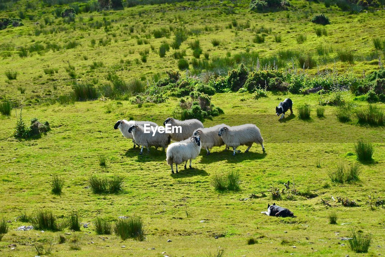 SHEEP GRAZING IN THE FIELD