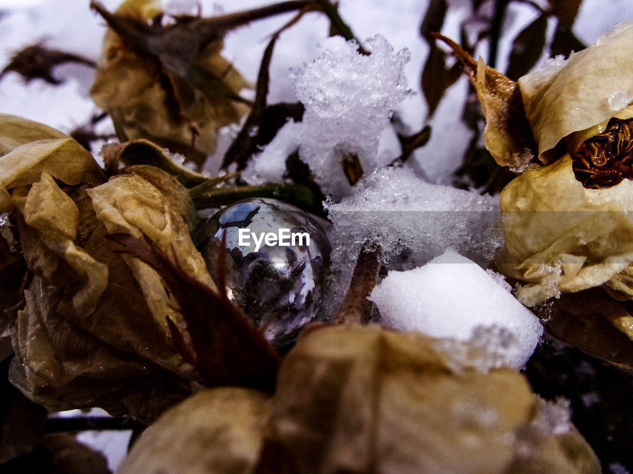 Close-up of snow and plants