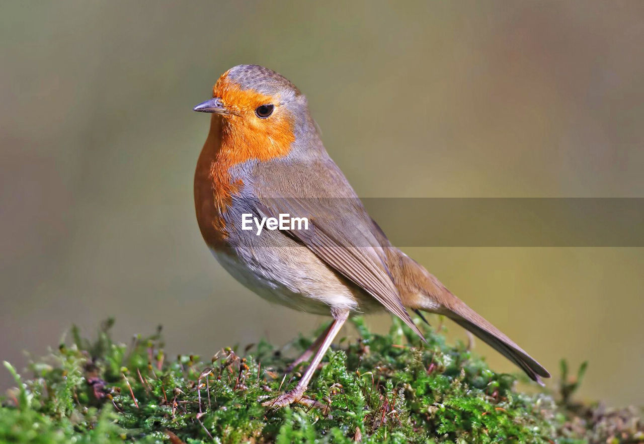 CLOSE-UP OF BIRD PERCHING