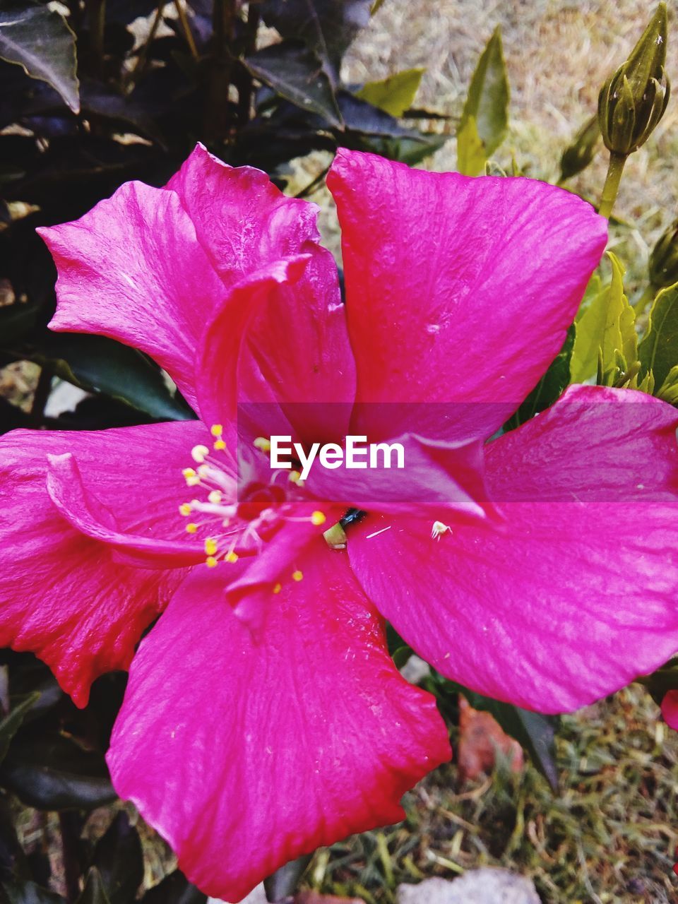 CLOSE-UP OF PINK FLOWERING PLANTS