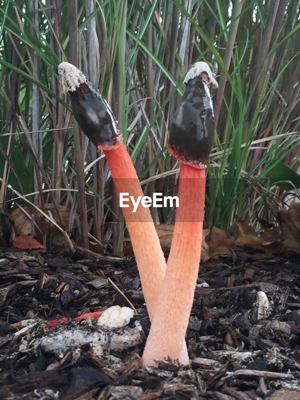 Close-up of phallus rubicundus growing on field