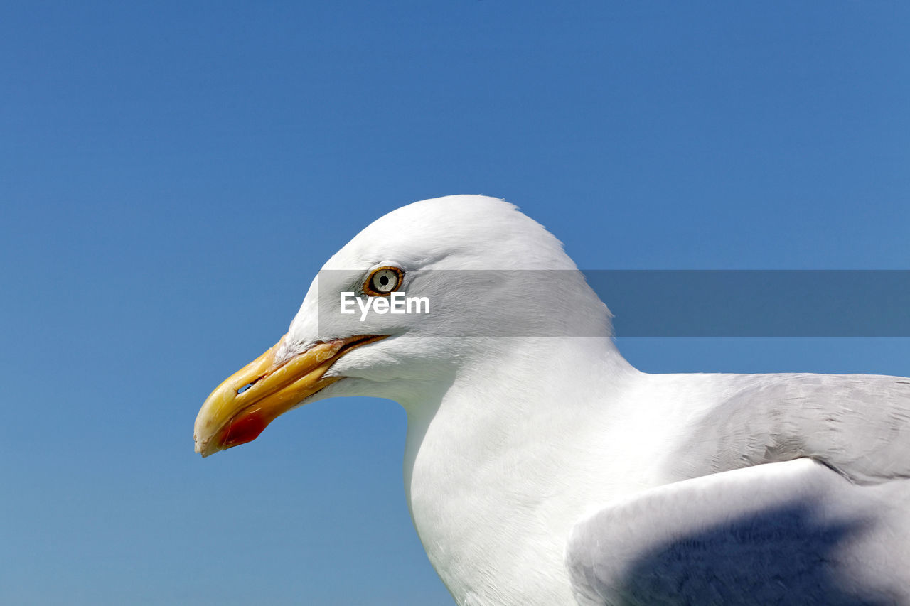 close-up of bird against clear blue sky
