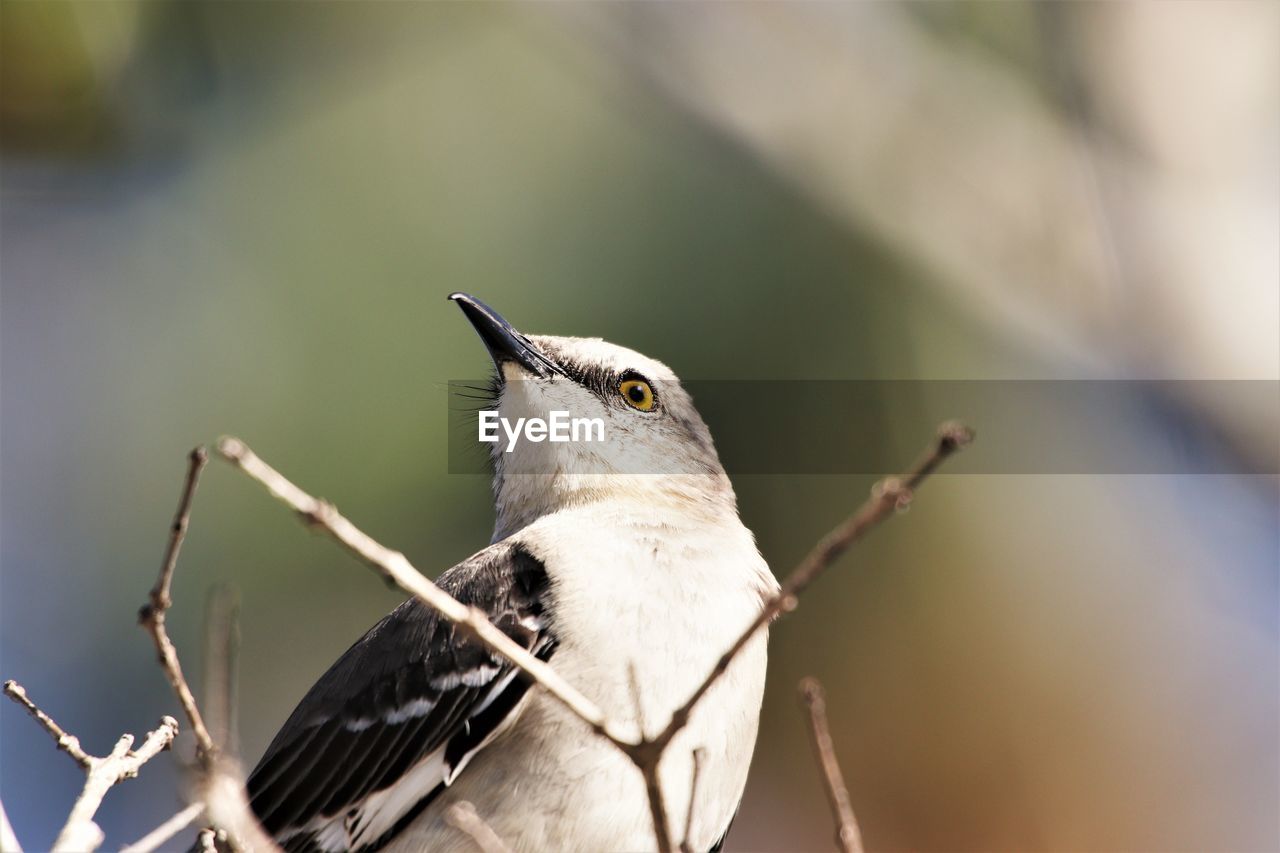 Close-up of bird perching on branch