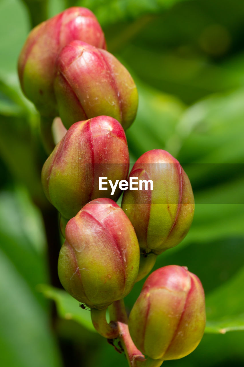 close-up of green plant