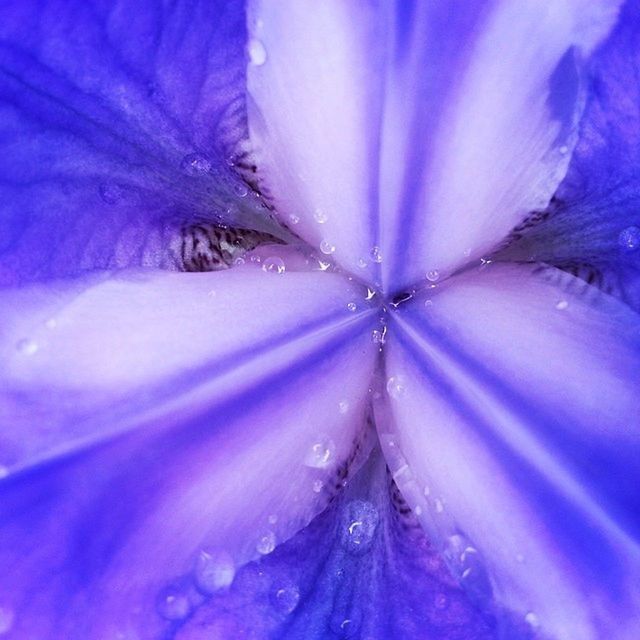 CLOSE-UP OF PURPLE FLOWERS