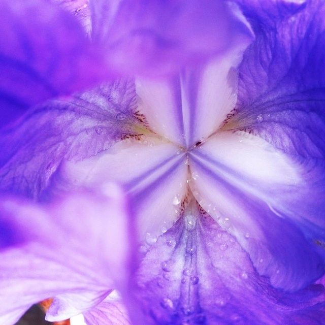 FULL FRAME SHOT OF PURPLE FLOWERS