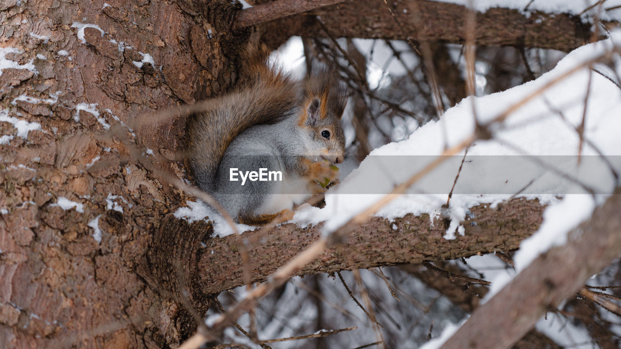 Squirrel on snow