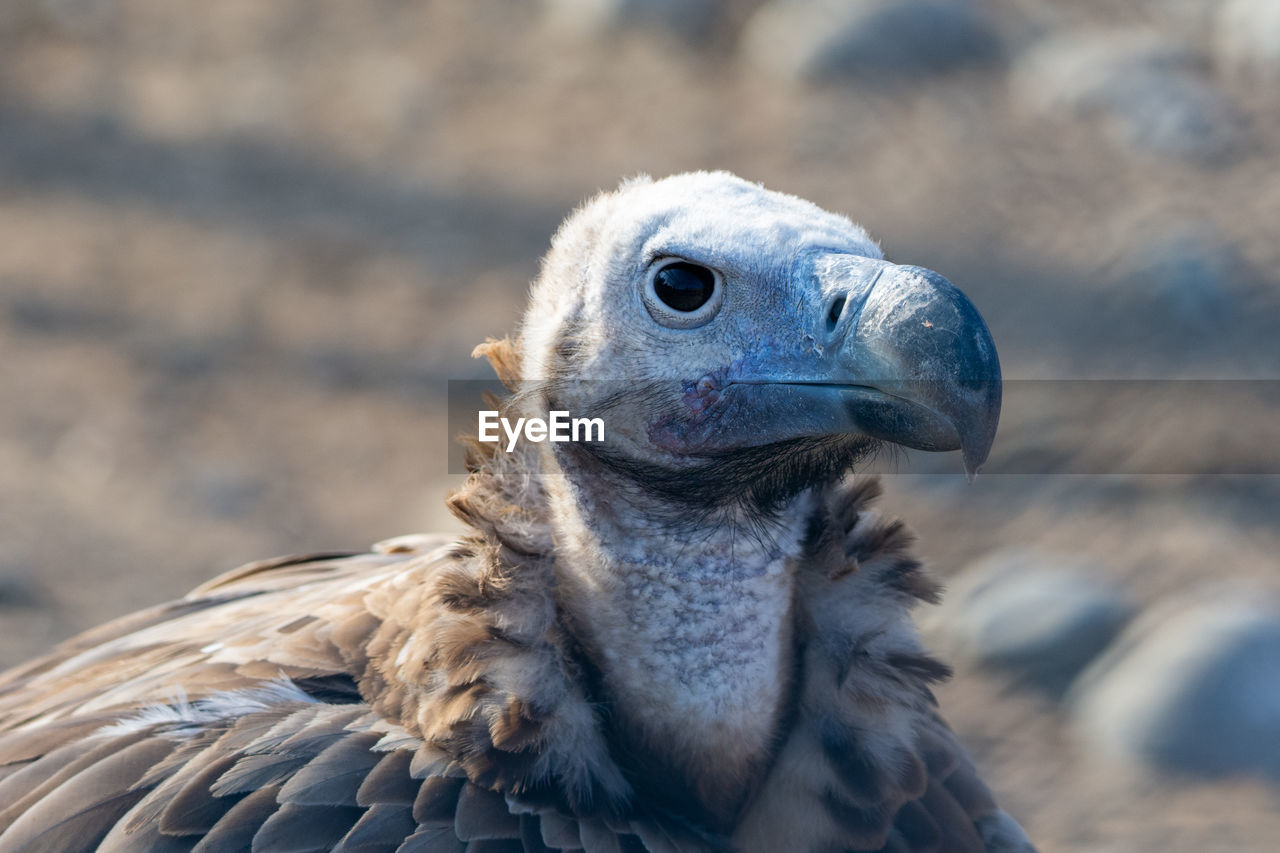 CLOSE-UP OF A OWL