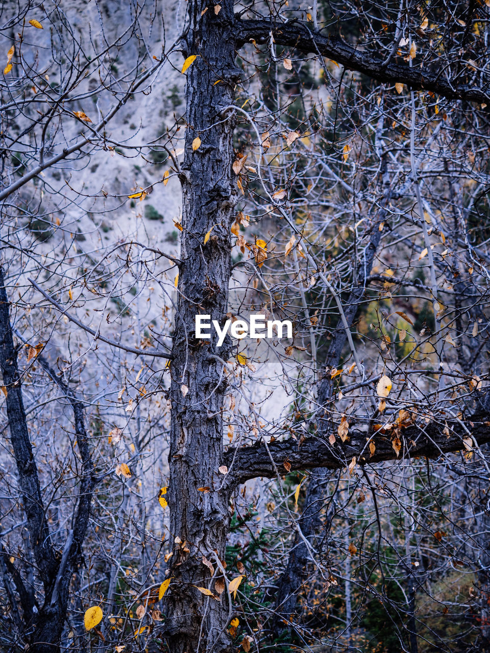 BARE TREE IN FOREST