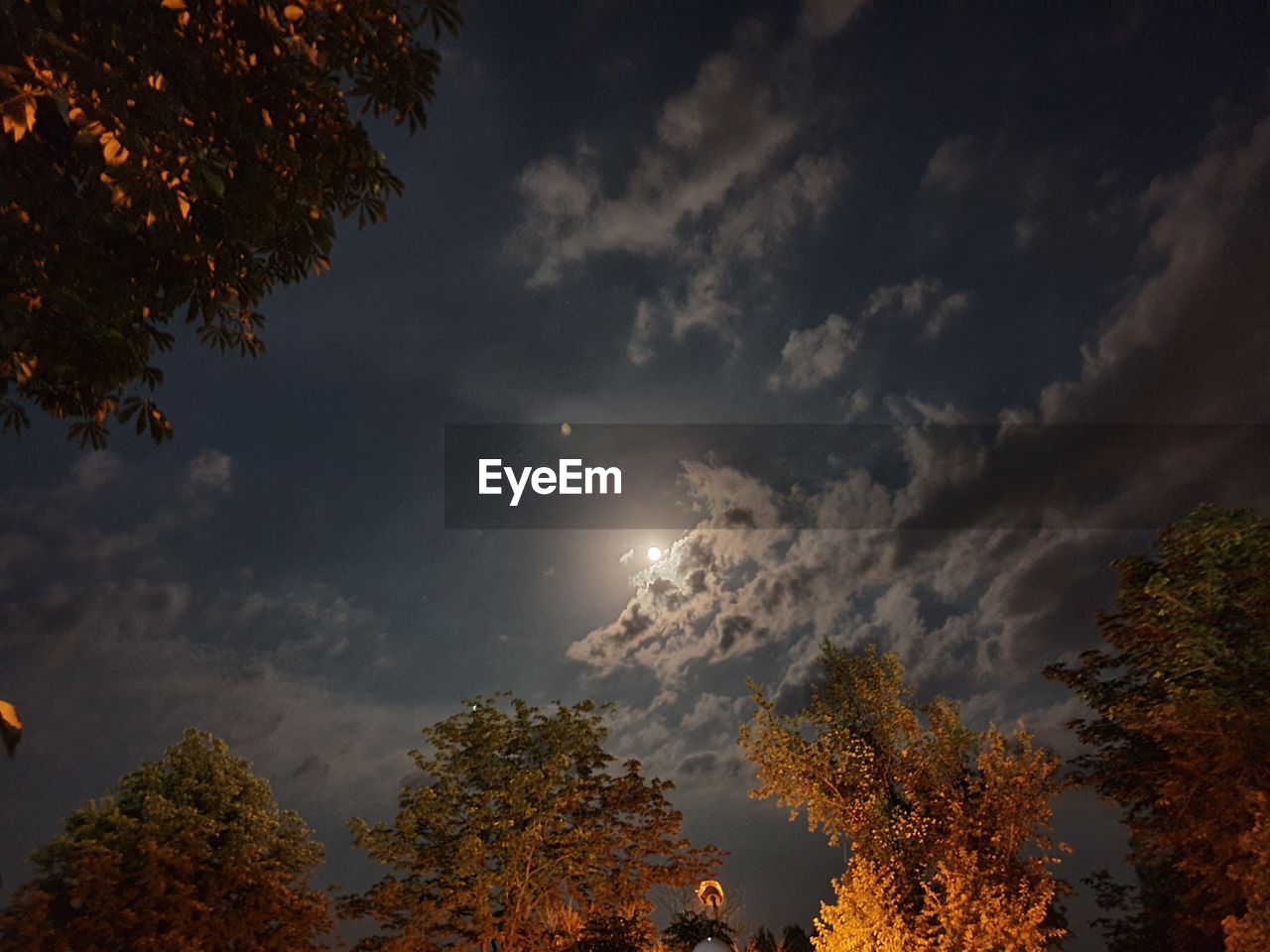 LOW ANGLE VIEW OF TREES AGAINST ORANGE SKY