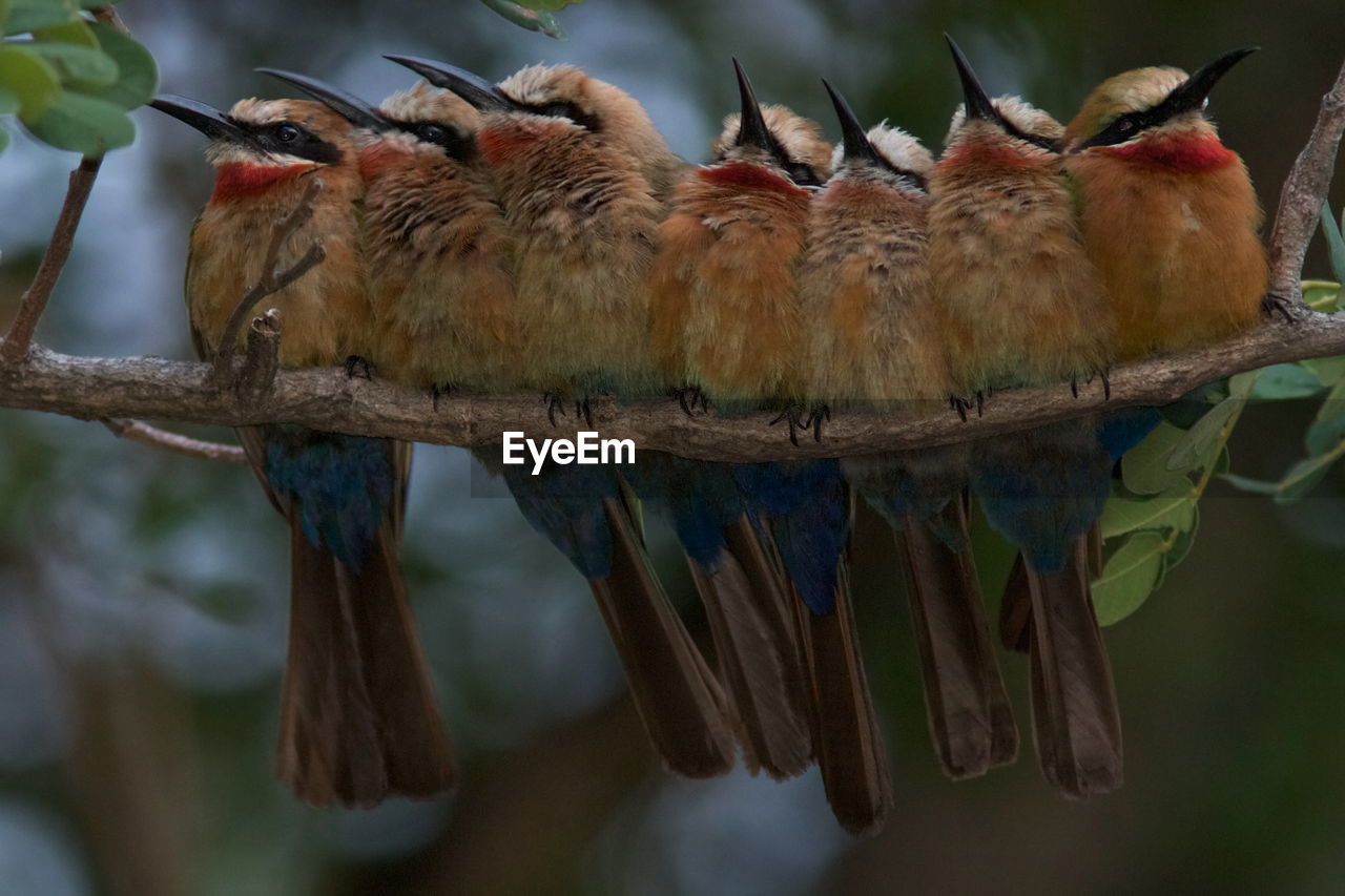 Close-up of bee-eaters perching on branch