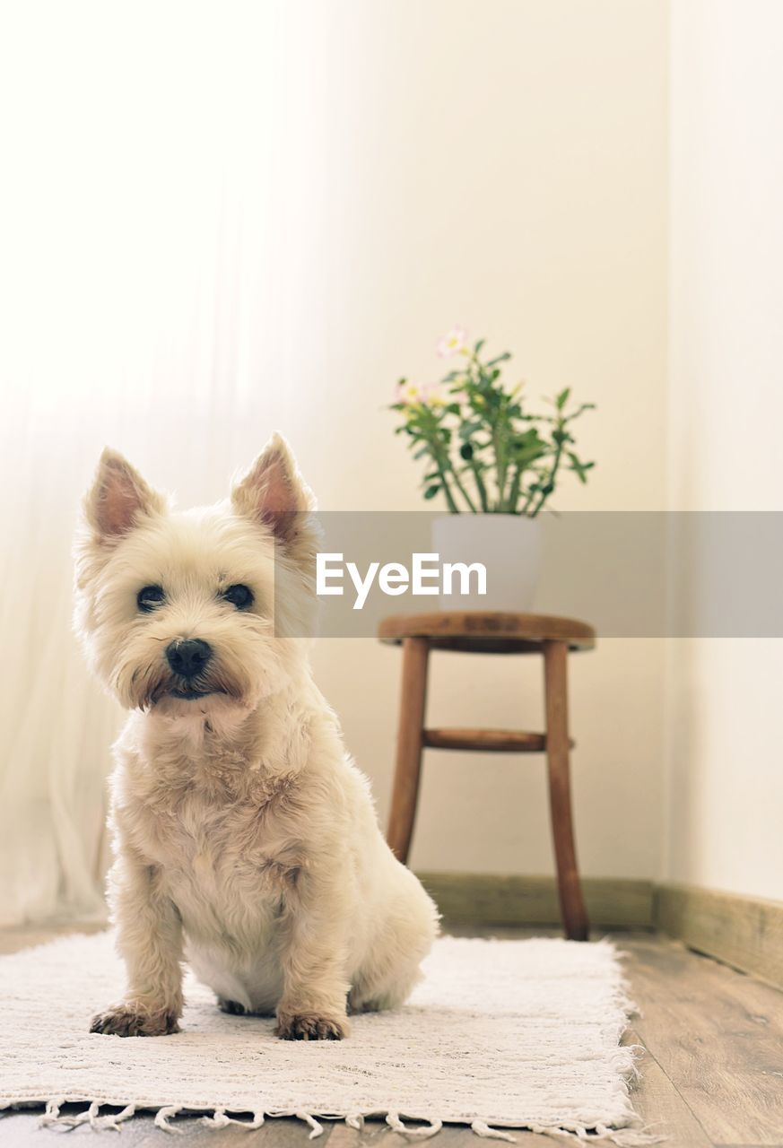 White terrier sitting in a room with a flower on a white carpet	