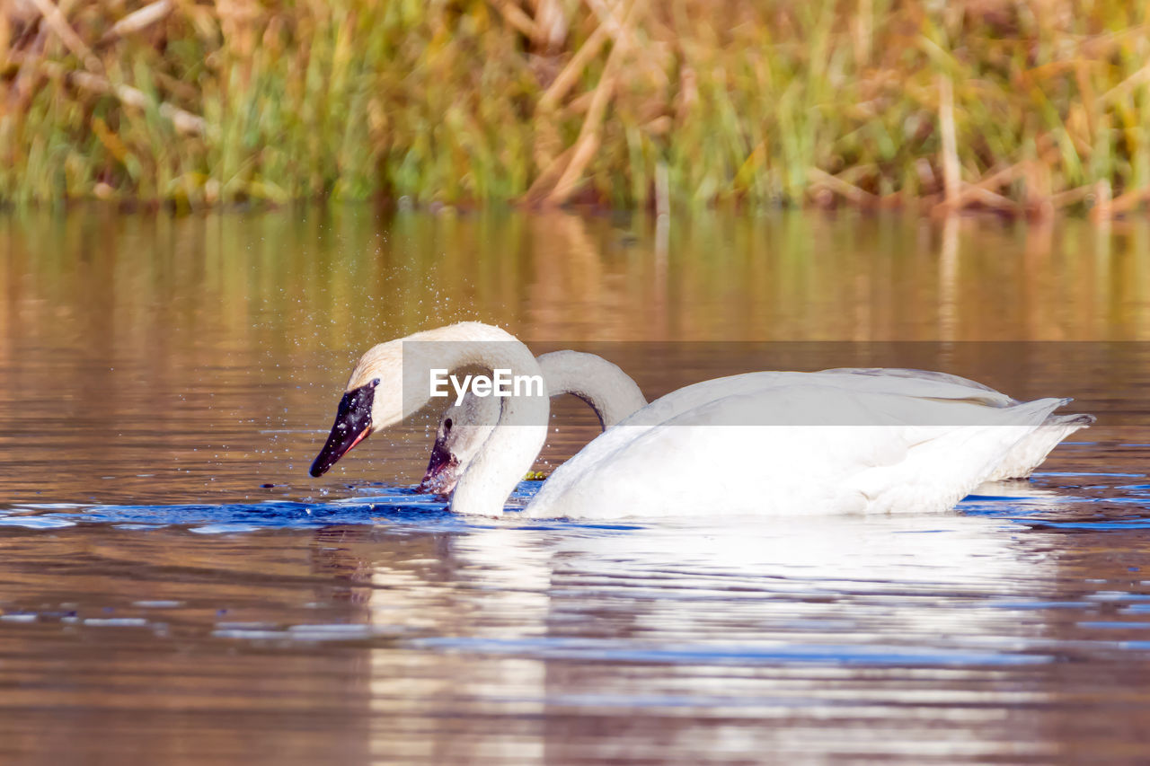 SWANS SWIMMING IN LAKE