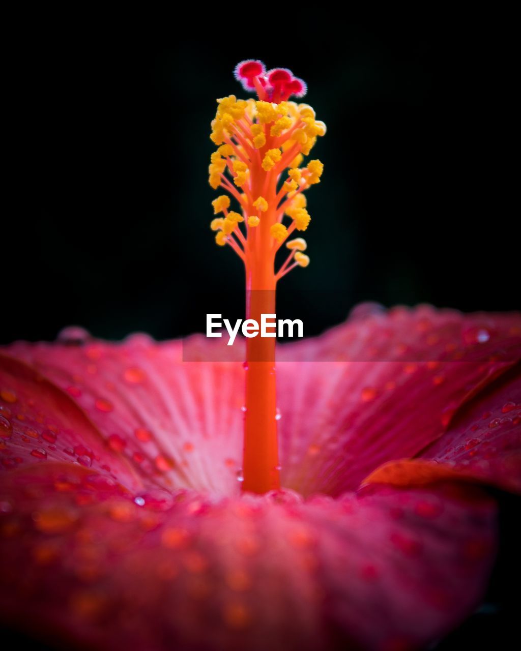 Close-up of red hibiscus against black background