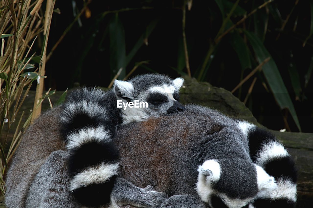 HIGH ANGLE VIEW OF TWO CATS IN ZOO