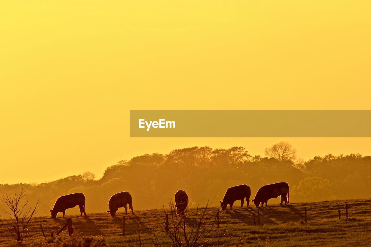 Animals grazing on landscape