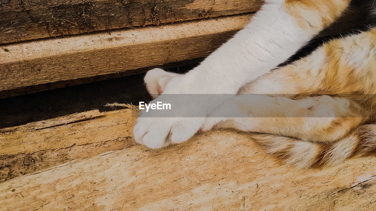 HIGH ANGLE VIEW OF A CAT ON WOOD