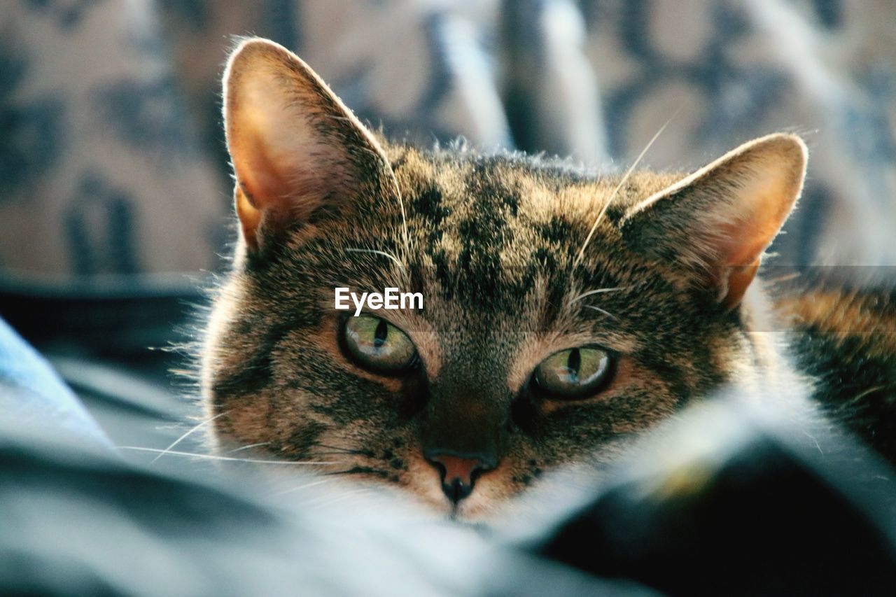 Close-up portrait of a cat