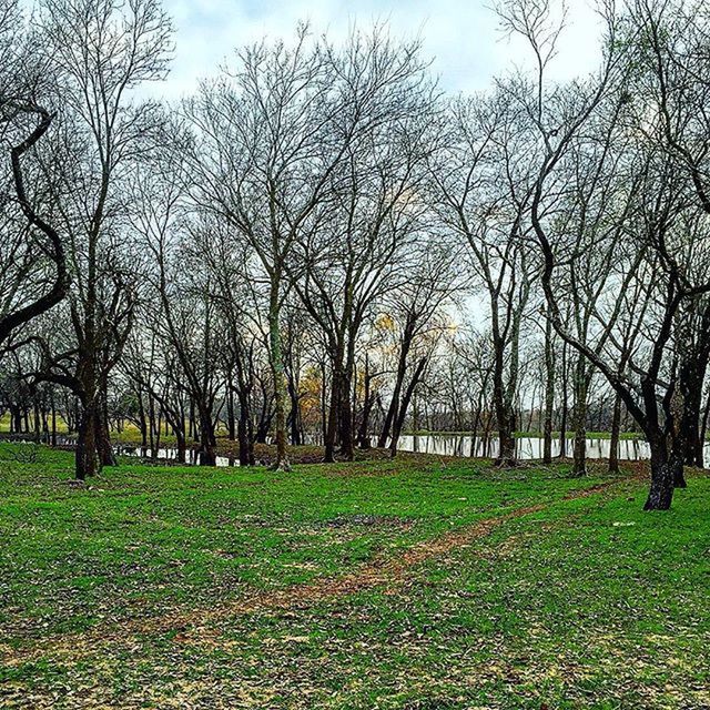 TREES ON GRASSY FIELD