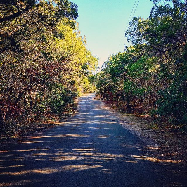 ROAD PASSING THROUGH TREES