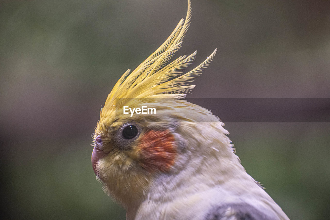 CLOSE-UP OF AN ANIMAL