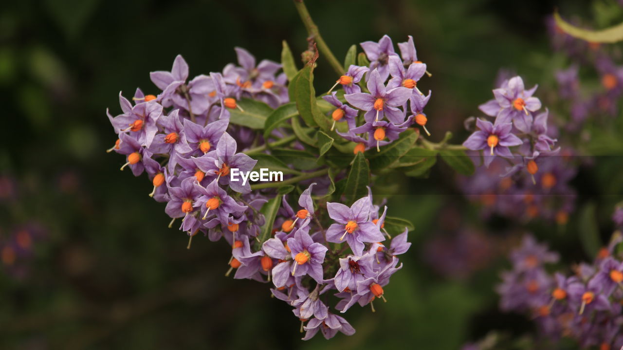 Close-up of purple flowering plants