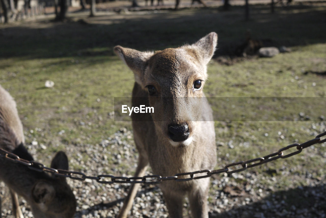 Portrait of a deer in a park, nara japan