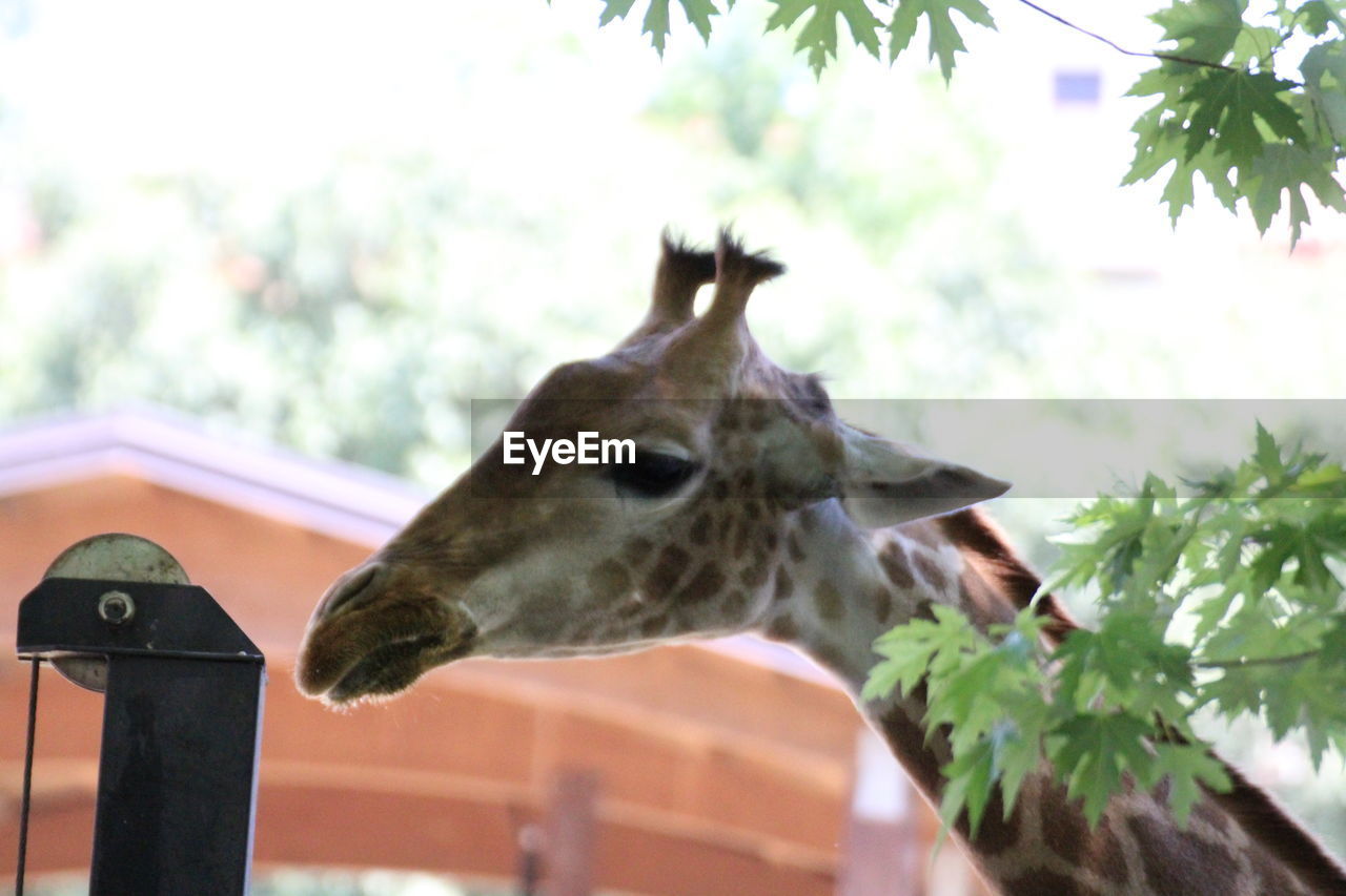 CLOSE-UP OF GIRAFFE AGAINST PLANTS