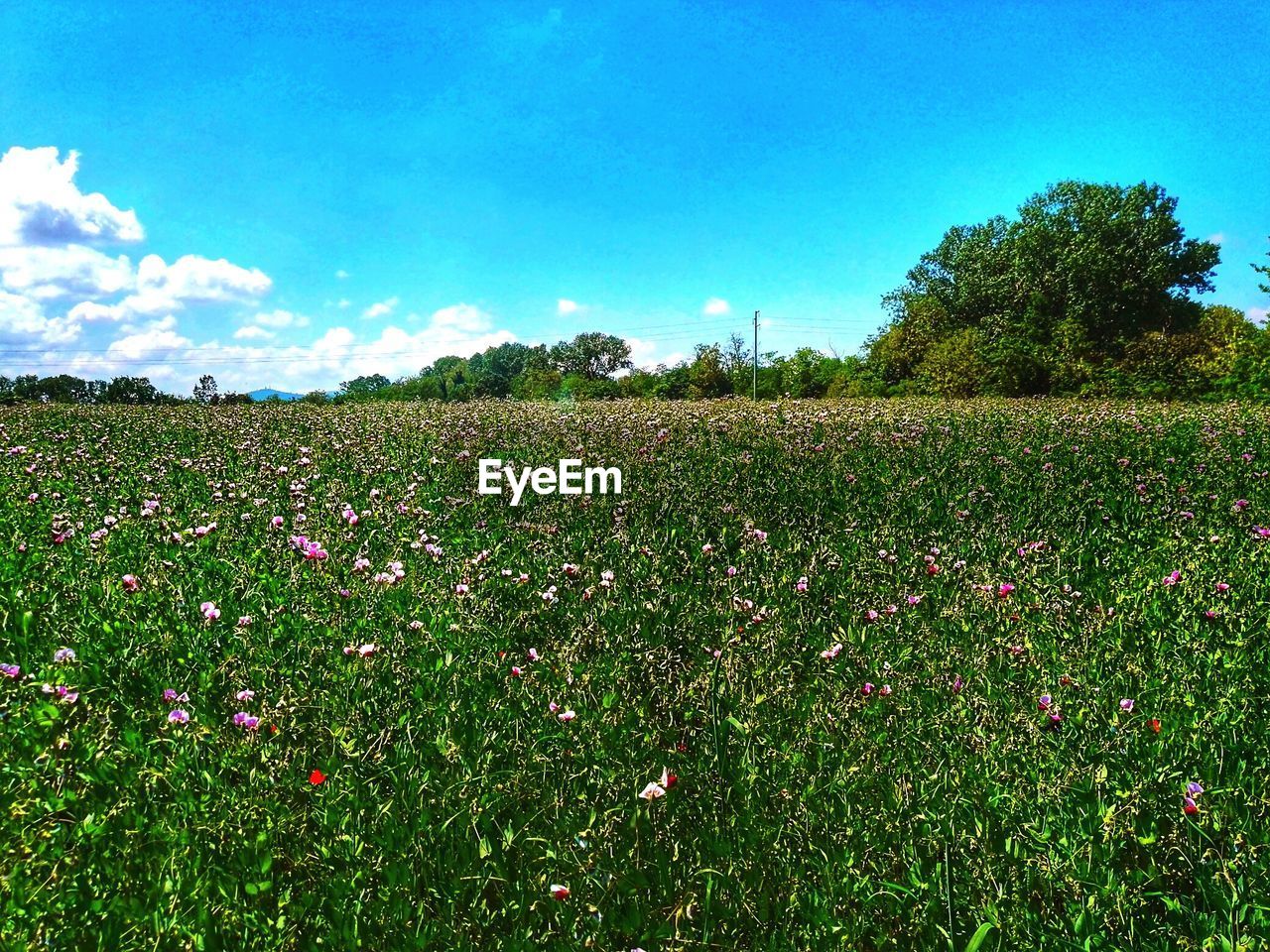 PLANTS GROWING ON FIELD AGAINST SKY