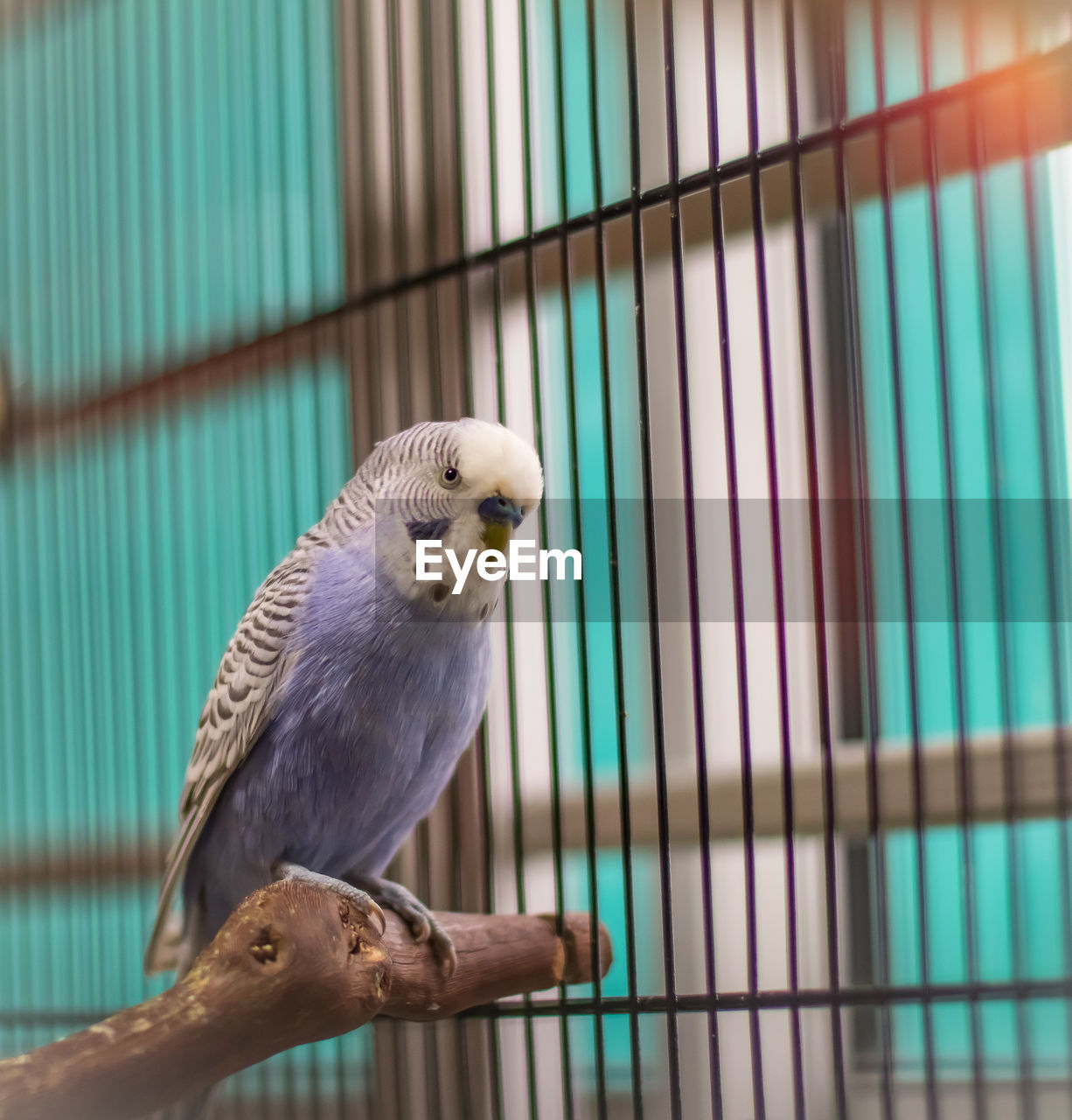 close-up of parrot