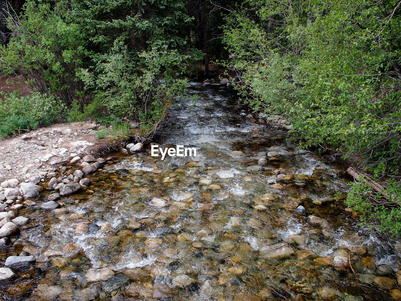 River flowing in forest