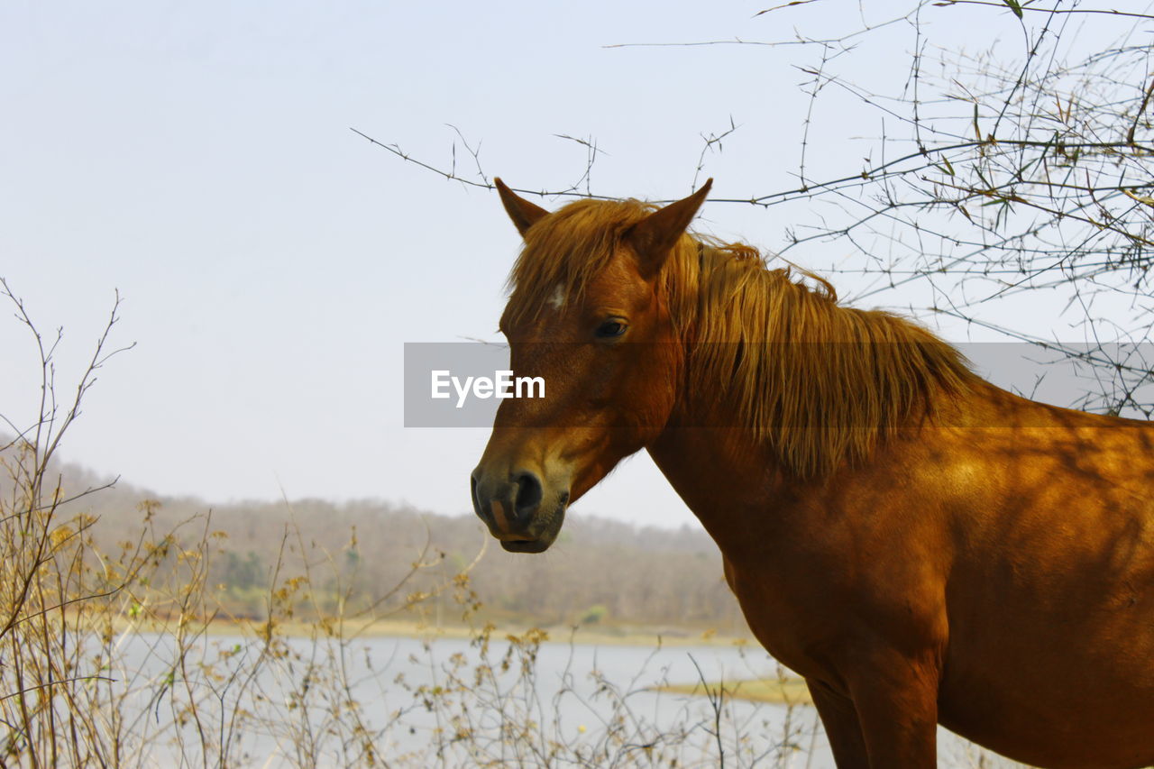 animal, animal themes, mammal, horse, animal wildlife, domestic animals, one animal, mare, mustang horse, livestock, stallion, nature, mane, pasture, brown, no people, pet, wildlife, plant, standing, outdoors, pack animal, side view, day, winter, tree, sky