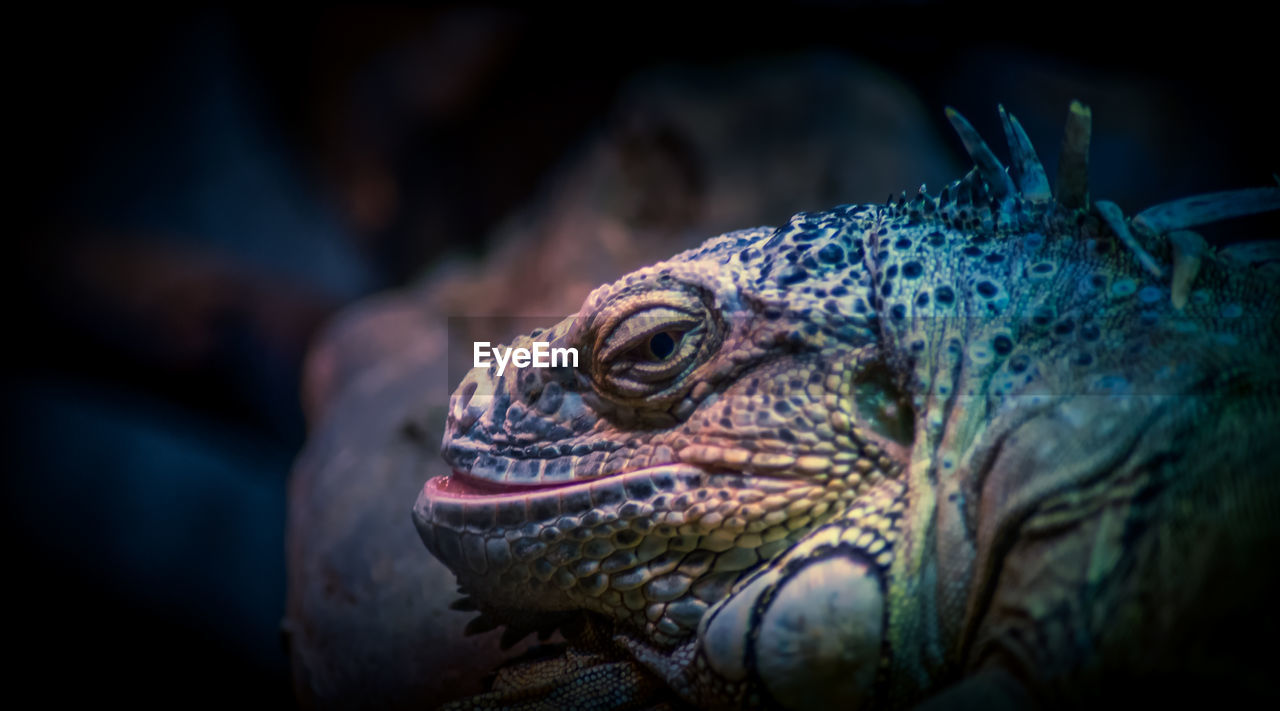 CLOSE-UP OF A REPTILE