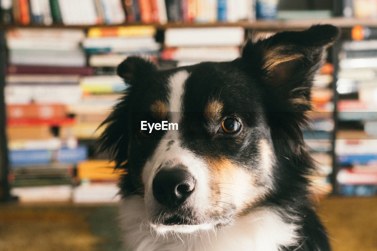 Close-up of dog against bookshelf