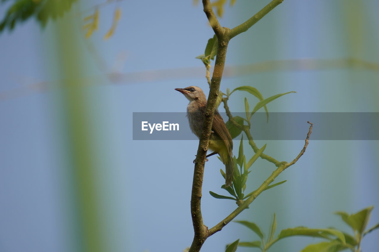 animal themes, animal, animal wildlife, wildlife, bird, one animal, branch, plant, tree, green, nature, no people, flower, perching, leaf, hummingbird, outdoors, beauty in nature, macro photography, plant part, day, close-up, twig, focus on foreground, yellow