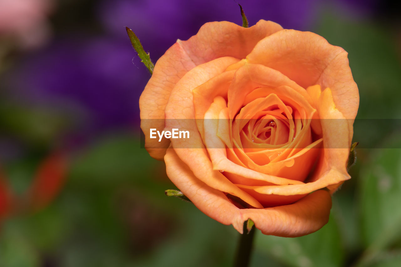 Close-up of rose flower