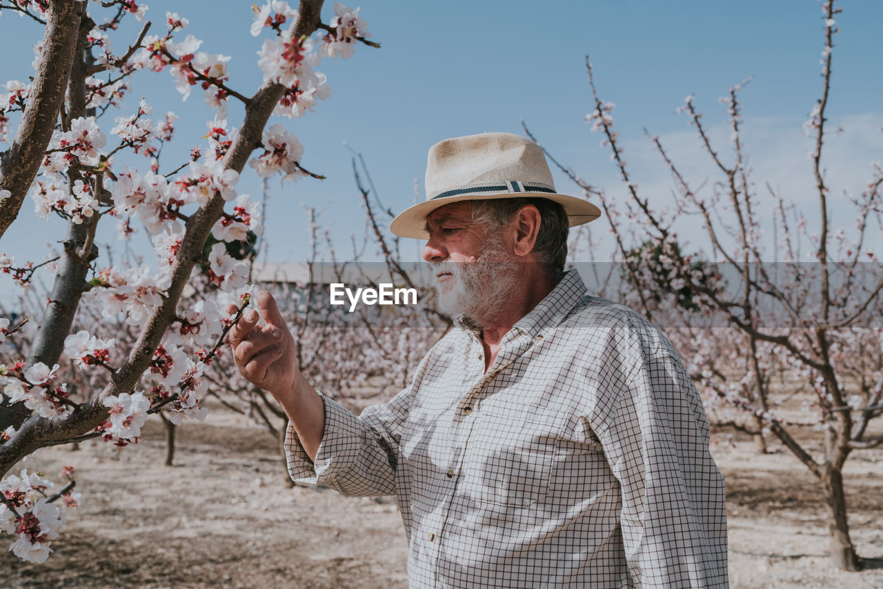 Side view of senior male farmer thinning branches of apricot trees with pink flowers while standing in orchard during blooming season