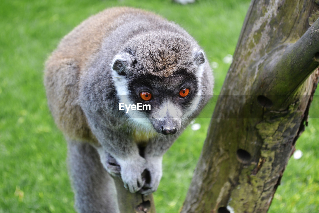 Close-up portrait of lemur on tree