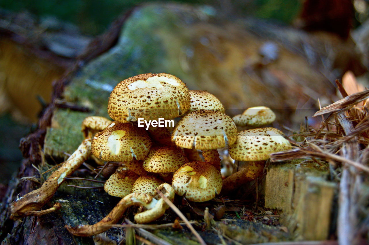 Close-up of mushrooms growing on field