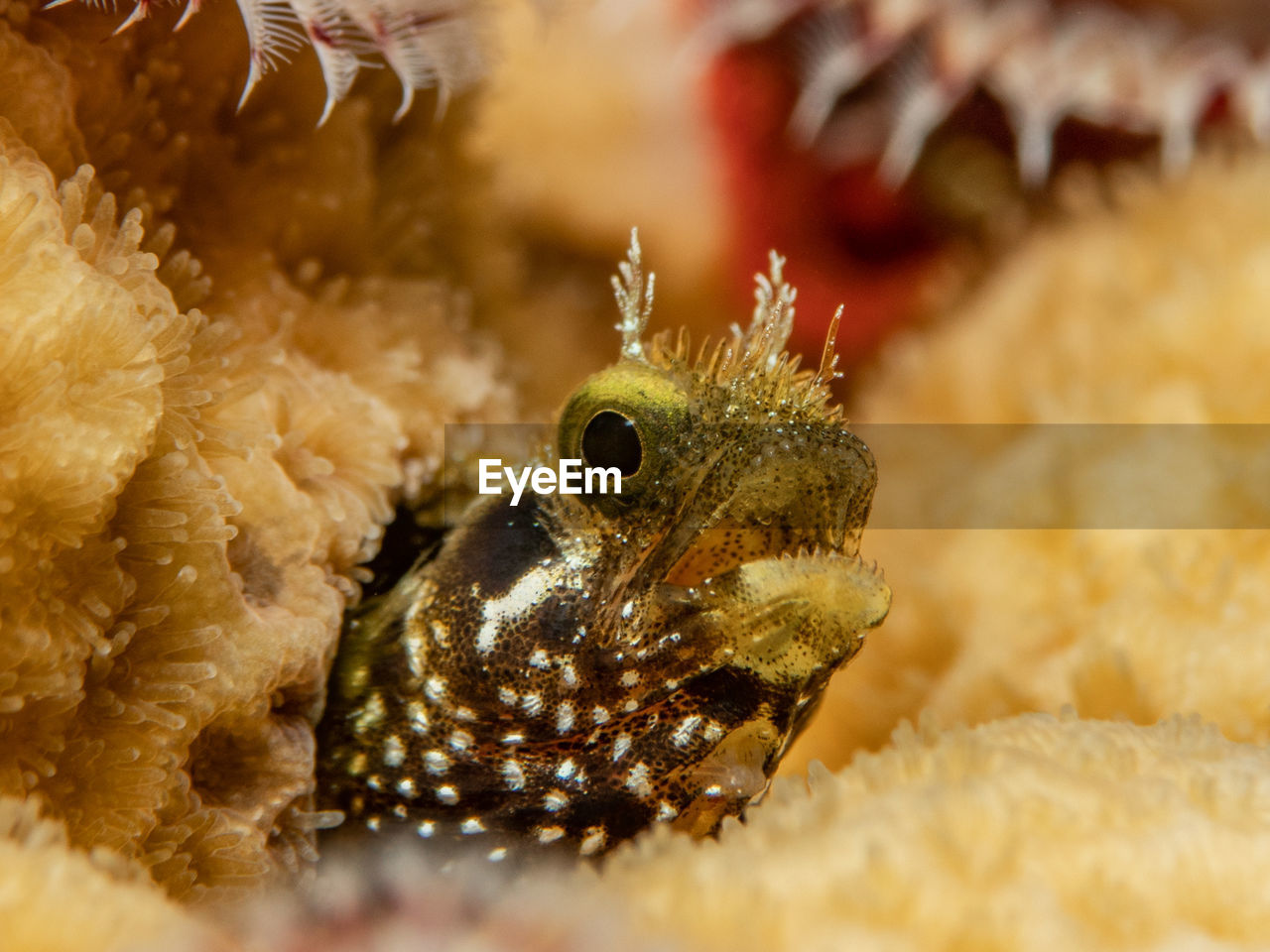 animal themes, animal, animal wildlife, one animal, close-up, wildlife, macro photography, reef, sea, water, underwater, sea life, undersea, marine, aquarium, nature, fish, portrait, no people, macro, marine biology, animal body part, coral