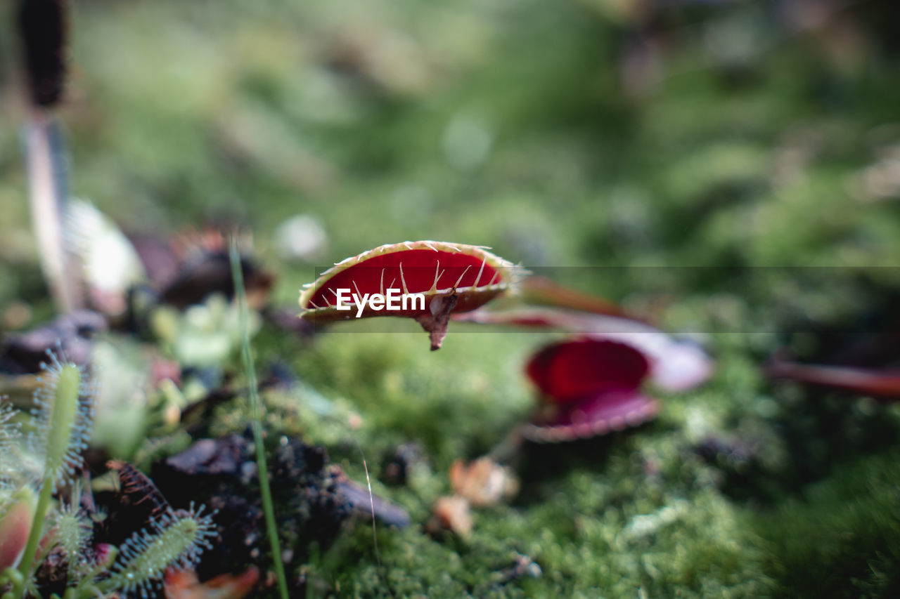 Close-up of carnivorous plant growing on field