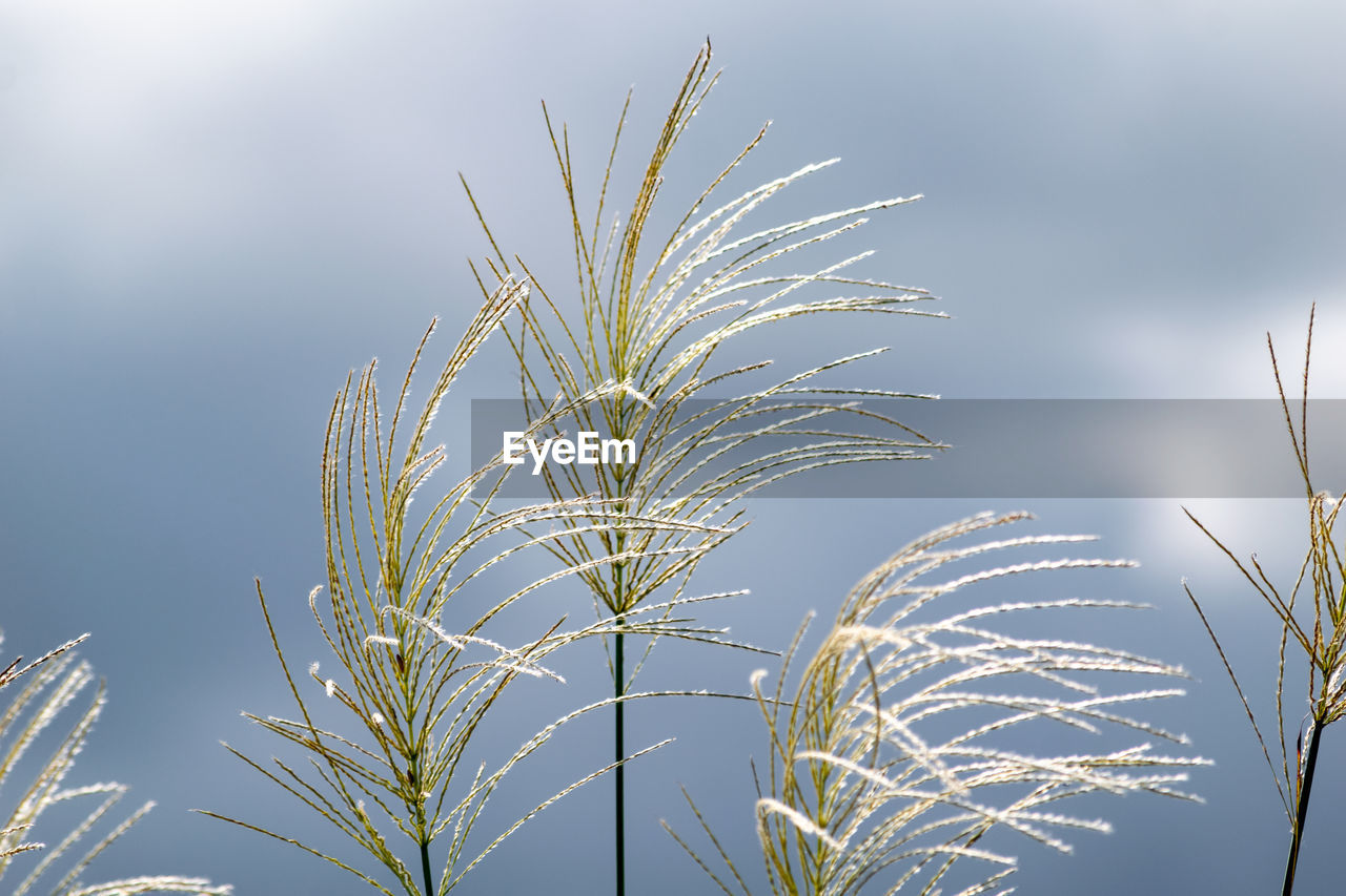 LOW ANGLE VIEW OF STALKS AGAINST BLUE SKY