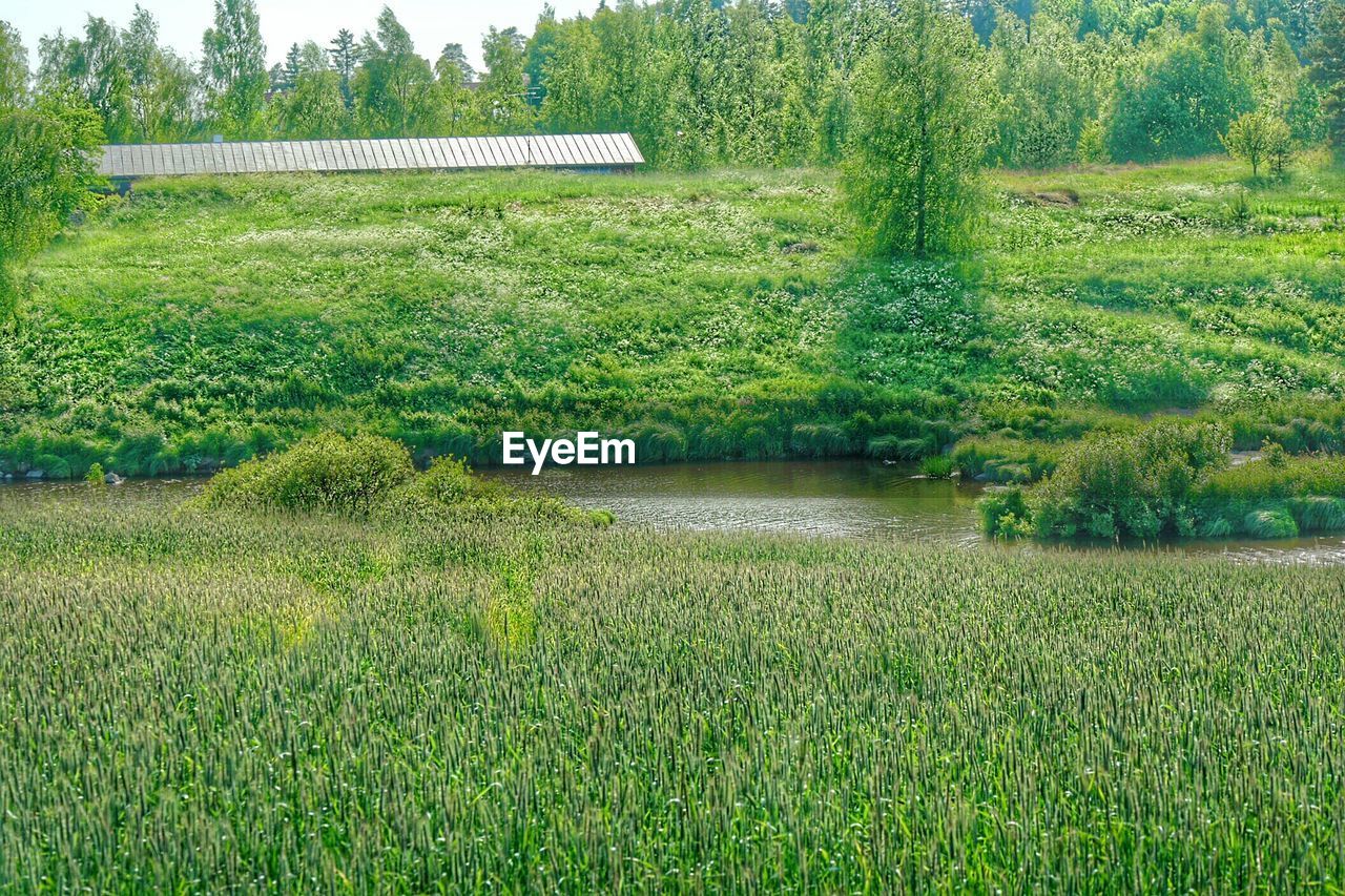 TREES ON GRASSY FIELD