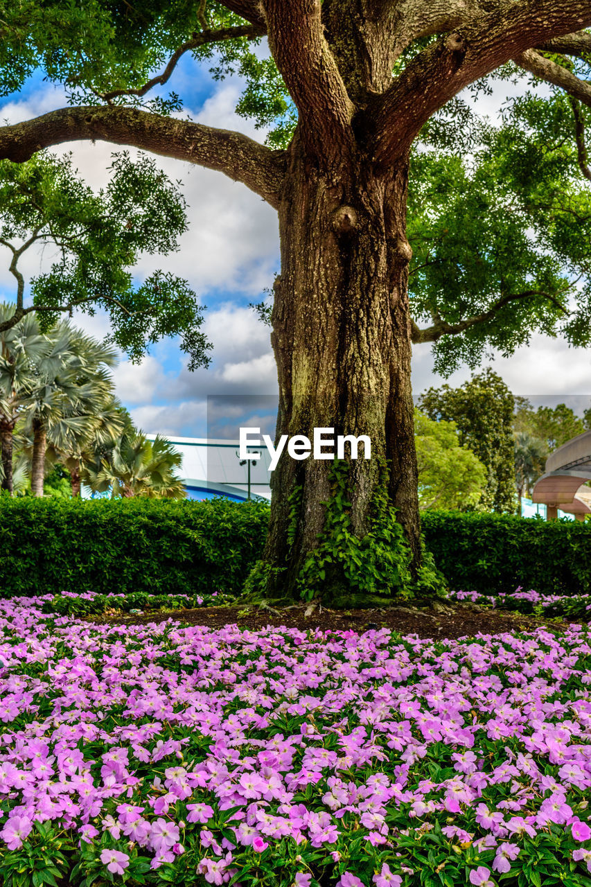 CLOSE-UP OF FLOWERS BLOOMING ON TREE