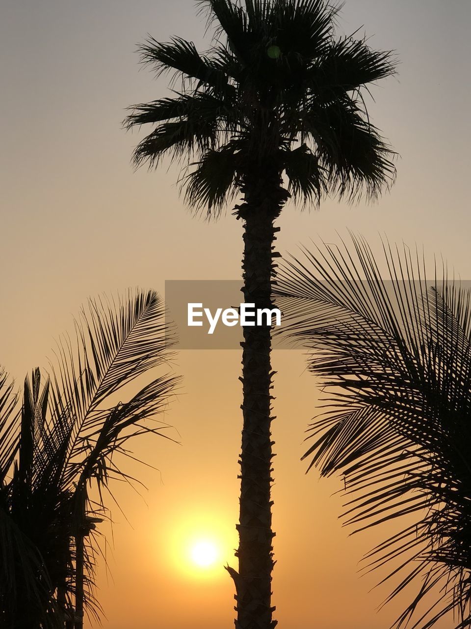 LOW ANGLE VIEW OF PALM TREES AGAINST ROMANTIC SKY