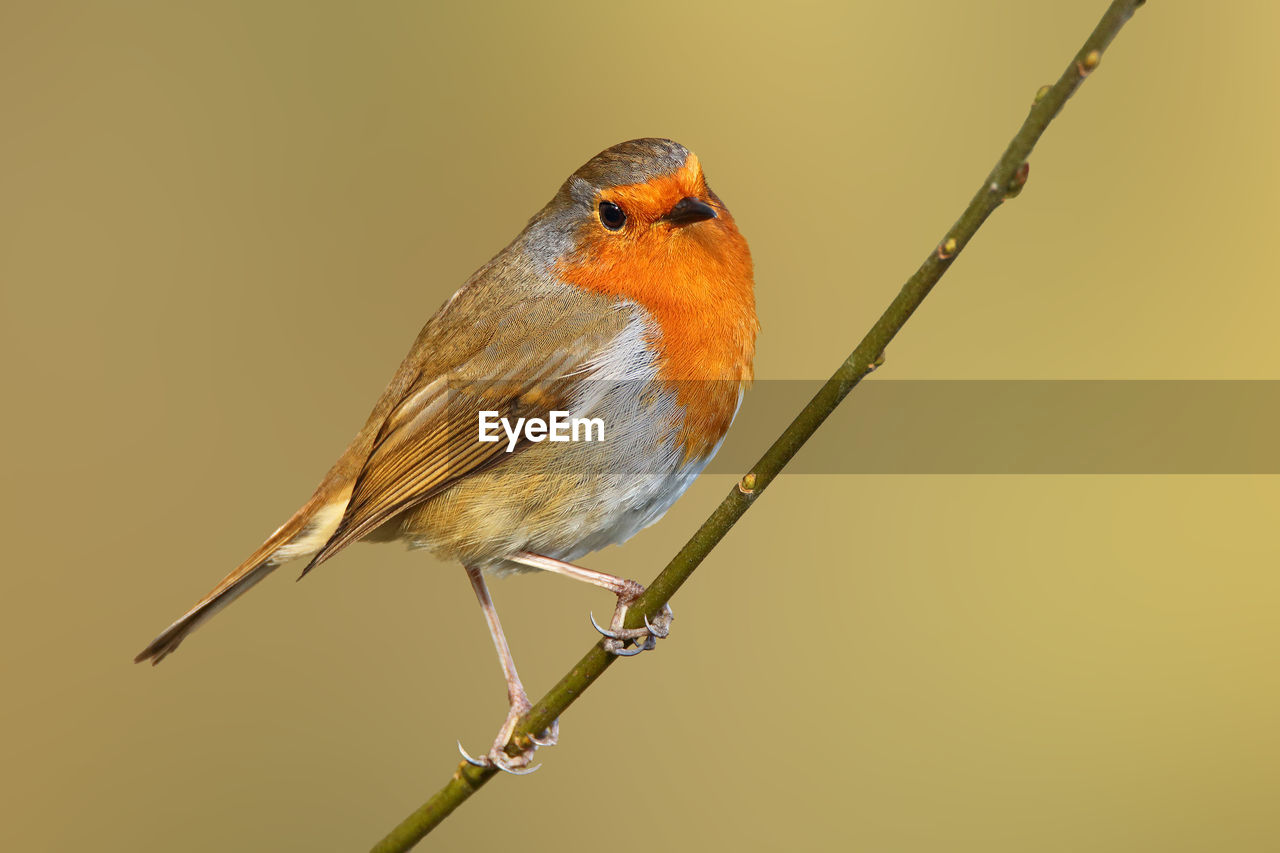 animal themes, animal, bird, animal wildlife, wildlife, perching, one animal, beak, robin, branch, nature, no people, songbird, close-up, beauty in nature, full length, focus on foreground, orange color, colored background, outdoors, yellow, twig