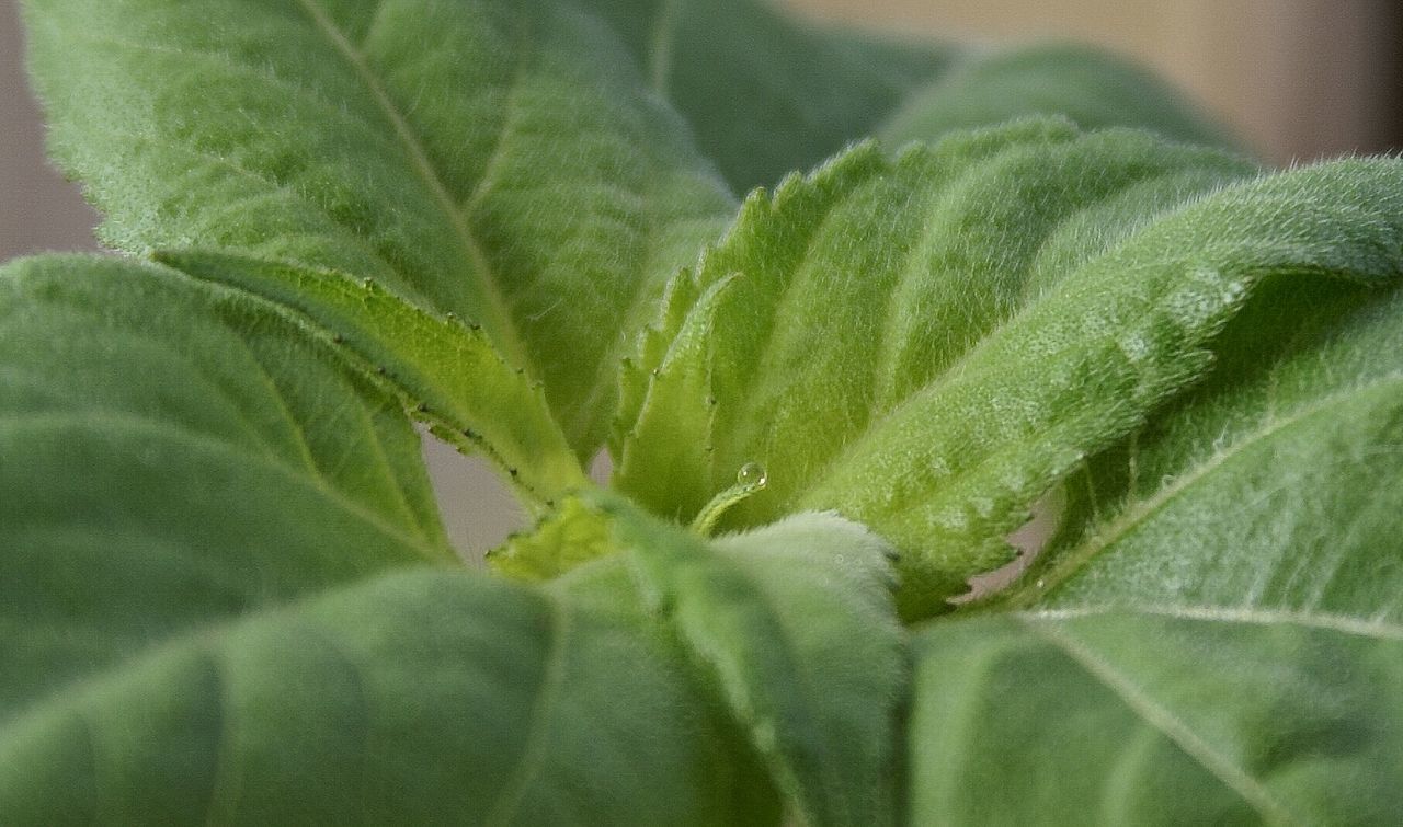 CLOSE-UP OF PLANT